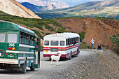 Visitors in Denali Park shuttle bus and a Kantishna Roadhouse tour bus view dall sheep in Polychrome pass, Denali National Park, interior, Alaska.