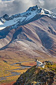 Dall sheep rams rest on a mountain ridge in Polychrome Pass, autumn colors in the distance, flanked by the Alaska range mountains, Denali National Park, Alaska.