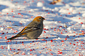Female Pine Grosbeak feeds on colorful Mountain Ash berries in the Government Hill area of Anchorage in winter, Southcentral Alaska.