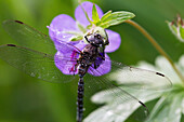 A dragonfly covered in water droplets rests on a wild geranium in summer, Palmer, Southcentral Alaska.