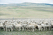 'Flock of Sheep (ovis aries); Torres del Pain, Magallanes, Chile'