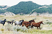'Wild horses, Theodore Roosevelt National Park; North Dakota, United States of America'