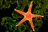 'A spiny sea star (Gomophia egeria) on a colony of green tube coral (Tubastrea micrantha) at night; Fiji Islands'
