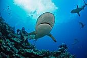 'Gray reef sharks (Carcharhinus amblyrhynchos) and divers at a dive site named Vertigo, off the island of Yap; Yap, Micronesia'