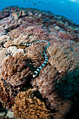 Indonesia, Bali Island, Nusa Penida, the Banded Sea Krait or Yellow-lipped Sea Krait (Laticauda colubrina)