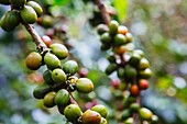 'Coffee growing in the highlands of Ethiopia; Ethiopia'