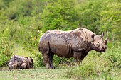 'Rare Black Rhinoceros or Hook-lipped Rhinoceros (Diceros bicornis) just after bathing in watering hole at serengeti plains; Kenya'