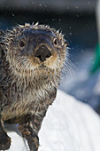 Sea Otter in Whittier, Alaska. Winter. Otters. Southcentral Alaska. Face and whiskers show well.