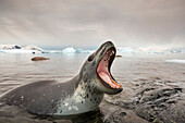 Antarctica, Cuverville Island, Leopard Seal (Hydrurga leptonyx) bares teeth while hunting for penguins along shoreline near rookery