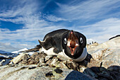 Antarctica, Petermann Island, Adelie Penguin (Pygoscelis adeliae) pecks at camera lens while nesting on rocky outcrop in spring sunshine