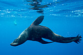 Chile, Diego Ramirez Island, Underwater view of Southern Sea Lion (Otaria flavescens) swimming in Drake Passage