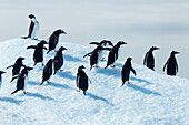Antarctica, Adelie Penguins (Pygoscelis adeliae) and Gentoo Penguin (Pygoscelis papua) standing atop melting iceberg in Gerlache Strait