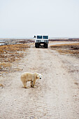 'Polar bear standing on the road in front of a tundra buggy; Churchill, Manitoba, Canada'