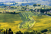 'Vineyards and farmland; San Gimignano, Tuscany, Italy'