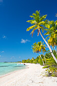 'Tropical sunny island with palm trees and blue ocean, Tikehau, French Polynesia'
