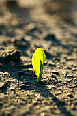 'A young corn seedling emerges from the wet ground; Iowa, United States of America'