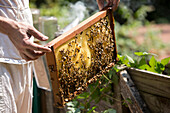 Man?s hands holding a beeswax honeycomb frame crawling with honeybees from a beehive