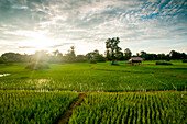Rice field with water in the sunshine under a blue sky.   Laos