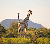 Two Giraffes graze in the Gocheganas Wildlife Refuge in the highlands of central Namibia.