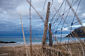 Old fence and dry grass with Skagsanden beach in background, Flakstad??y, Lofoten Islands, Norway