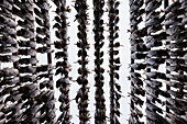 Rows of cod stockfish hang to dry in winter air, Lofoten Islands, Norway