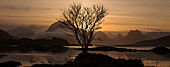 Lone winter tree silhouetted against mountain sunset, near Fredvang, Flakstad??y, Lofoten Islands, Norway
