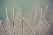 Frozen blades of grass.