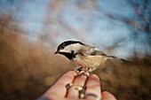 Black-capped chickadee (Poecile atricapillus) perched on a human hand while eating seeds in British Columbia, Canada.