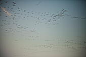 A flock of snow geese (Chen caerulescens) in flight in British Columbia, Canada.