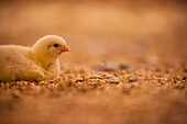 Chick sitting on litter in a poultry barn  in British Columbia, Canada.
