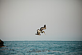 A Brown Pelican (Pelecanus occidentalis) dives to feed at Harris Beach, Oregon.