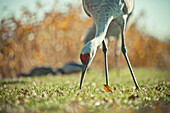 Sandhill Crane (Grus canadensis) foraging for food.