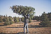 A man lifts his Christmas Tree into the air after cutting it down at a U-cut Christmas Tree farm.