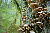 Numerous Gill Mushrooms grow up out of a large tree.