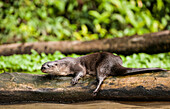 Neotropical River Otter (Lontra longicaudis) resting on a log in Tortuguero National Park, Costa Rica