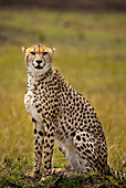 A wild Cheetah (Acinonyx jubatus) in Kenya's Masai Mara National Reserve.
