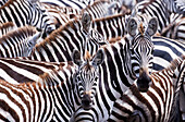 Two zebras (Equus quagga) look out from a larger herd in Kenya's Masai Mara National Reserve.