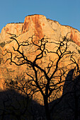 An old dead tree is silhouetted in front of Zion National Park's The Altar of Sacrifice tower near Springdale, Utah.