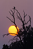 A Indian Vulture (Gyps indicus) sits in a tree at sunset in India's Bandhavgarh National Park.