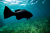 an underwater shot of a black sea bass gliding over green sea grass in blue water