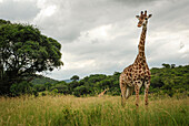 A giraffe stands tall, Hluhluwe-Imfolozi Game Reserve, KwaZulu-Natal province of South Africa.