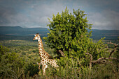 A giraffe and her offspring, Hluhluwe-Imfolozi Game Reserve, KwaZulu-Natal province of South Africa.