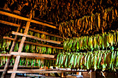 Tobacco leaves dry inside a thatch-roofed barn in the  Vi?±ales valley in Cuba. Different colors in the leaves indicate different stages of dryness.