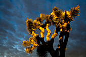 A Joshua Tree (Yucca brevifolia) is lit up by the morning in the Jumbo Rocks campground located in Joshua Tree National Park, California.