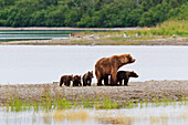 A Brown Bear Sow Nicknamed Milkshake, On The Spit Near The Mouth Of The Brooks River With Her Four Spring Cubs,Brooks Camp, Katmai National Park, Southwest, Alaska, Summer