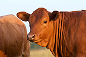 Livestock - Closeup of a Limousin beef heifer / Dodd City, Texas, USA.