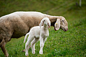 'Close up of newborn lamb with mother on grassy hillside; Finkenburg, Austria'