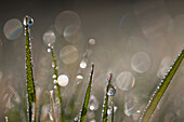 'Dew sparkles in the grass; Astoria, Oregon, United States of America'