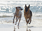 'Dogs playing at the beach; Tarifa, Costa de la Luz, Cadiz, Andalusia, Spain'