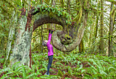 'A woman looks up at an old growth seed tree in Cowichan Valley regional park on Vancouver Island; Duncan, British Columbia, Canada'